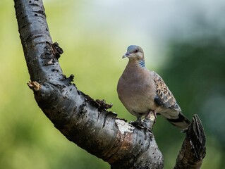 Sticker - Shallow focus of an adorable spotted dove perching on a tree branch