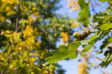 Wall Mural - Selective focus of oak tree green leaves under the sunlight