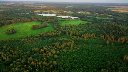 Wall Mural - Forest, drone view. Forest destruction and felling of trees, drone view. Deforestation forest and Illegal logging. Cutting trees. Stacks of cut wood. Forests illegal disappearing. Deforestation, 