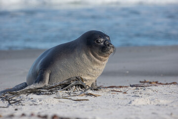 Wall Mural - seal on the beach