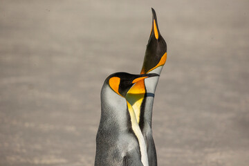 Wall Mural - King penguin in the sun