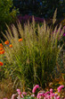 Karl Foerster Grass - ornamental grasses - Calamagrostis acutiflora in garden
