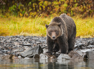 Wall Mural - autumn grizzly bear