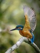 Vertical shot of a River kingfisher perched on tree branch ready to fly against a blurred background