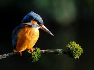 Poster - Closeup shot of a River kingfisher perched on tree branch under sunlight against blurred background