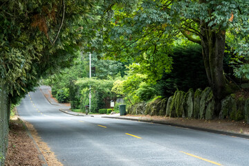 Tree covered two lane street in Seattle