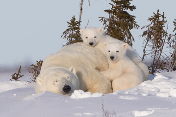 polar bear cubs and mom