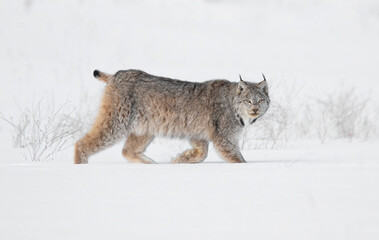 Wall Mural - lynx in snow