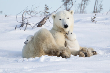 Wall Mural - polar bear mom and cubs in the snow