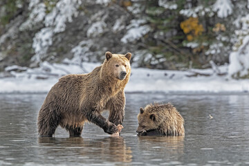 Wall Mural - brown bear cub with grizzly mom in water