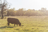 Fototapeta Zwierzęta - Grazing cow in hazy sunlight