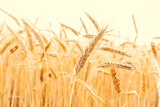 Fototapeta  - Field grains. Rye landscape harvest in sun day. Bread plant agriculture farm cereal crop in sunset. Wheat golden harvest background.