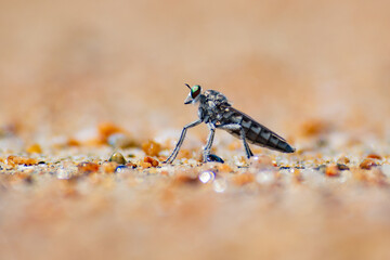 Wall Mural - A small robberfly asilidae on the beach sand of lalos beach tolitoli, central sulawesi, indonesia with bokeh background 