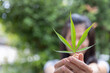 © Tinnakorn - Hand Holding Small Marijuana Leaf, cannabis leaf. hemp oil.