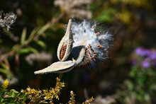 Autumn Scene Of A Dried Up Milkweed Pod Turning To Seed
