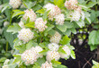 White bush flowers of the viburnum-leaved pemphigus, natural natural background