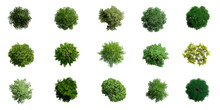 Collection Of 3D Top View Green Trees Isolated On PNGs Transparent Background , Use For Visualization In Architectural Design Or Garden Decorate	