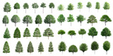 Fototapeta Natura - Collection Beautiful 3D Trees Isolated on PNGs transparent background , Use for visualization in architectural design or garden decorate	