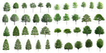 Collection Beautiful 3D Trees Isolated On PNGs Transparent Background , Use For Visualization In Architectural Design Or Garden Decorate	