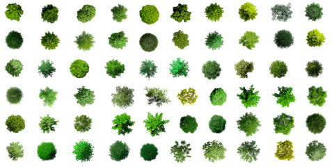 collection of 3d top view green trees isolated on pngs transparent background , use for visualizatio