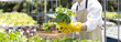 © Puwasit Inyavileart - Owner of a hydroponics vegetable garden inspects agricultural produce in a greenhouse in preparation for delivery to consumers, Organic farming and organic vegetables, Healthy and vegan food concept.