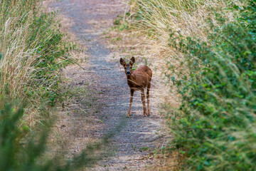 Wall Mural - Roe deer in the woods. Deer in the forest