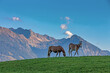 Haflinger vor Bergkulisse - Allgäu - Pferde - Berge
