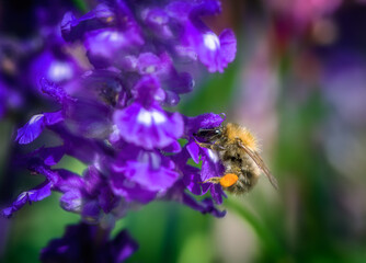 Wall Mural - Common carder bee on a purple sage flower blossom