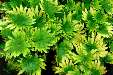 Wall Mural - close-up nature view of colorful leaves . background, tropical leaf.Nature concept.