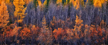 Scenery Yellow Larch Beautiful Autumn Forest, Ecology Climate Change