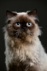 Wall Mural - Vertical shot of Himalayan Cat portrait taken in a Studio