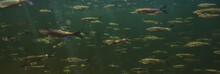 Flock Of Small Fish Underwater, Freshwater Bleak Fish Anchovy Seascape