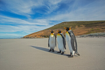 Wall Mural - penguins on the beach