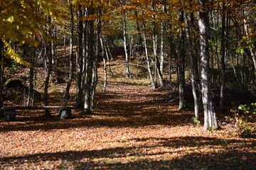 Wall Mural - the path in the colorful autumn forest