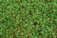Green Moss Close-up From Above. Forest Natural Texture