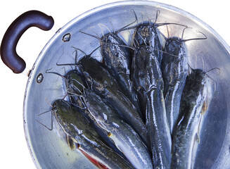 raw catfish in a pan on isolated background 