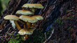 Pilze in einer Gruppe im Wald