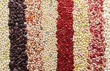 Fototapeta Nowy Jork - Background from different types of beans in rows, economically important legume, top view