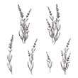 Lavender flowers, grass, leaves, plants, wild flowers on a transparent background. Clipart for fabric postcards for wedding decoration