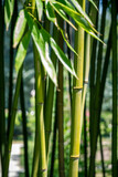 Fototapeta Sypialnia - Bamboo forest background