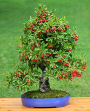 Bonsai Tree With Microscopic Red Berries Inside The Pot