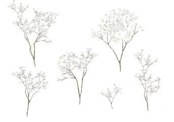 Gypsophila collection. Baby's breath plants, blooming flowers, isolated on white background. Hand drawn detailed botanical illustration.