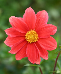 Wall Mural - Beautiful close-up of a dahlia flower