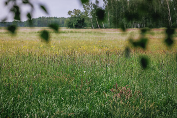 Poster - View on a meadow in Masovia region of Poland