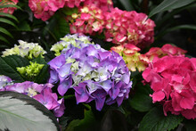 Colorful Hydrangeas Banner, Close Up. Purple Blue Pink Hortensia Flowers On Counter In Store.