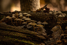 Bonnet Mushrooms On A Moss Covered Log