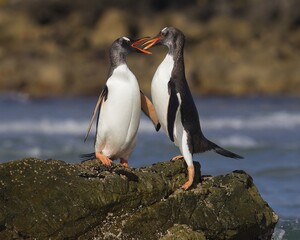Wall Mural - penguin on the rocks