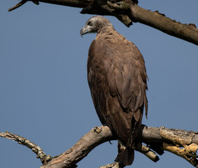 eagle in a perch