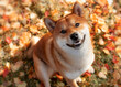 Dog breed Shiba Inu on the background of autumn leaves