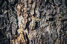 Trunk Texture Of A Carob Tree